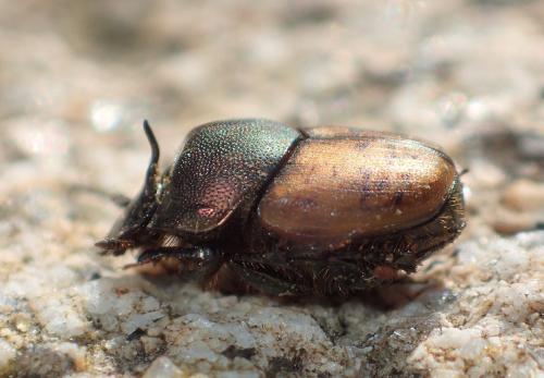 Onthophagus coenobita